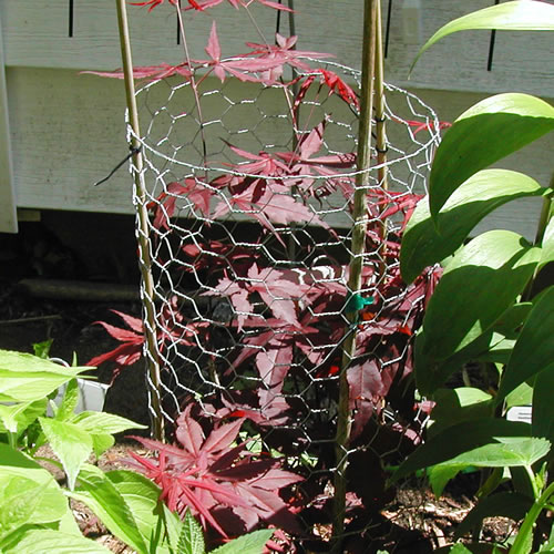 Acer japonicum Bloodgood